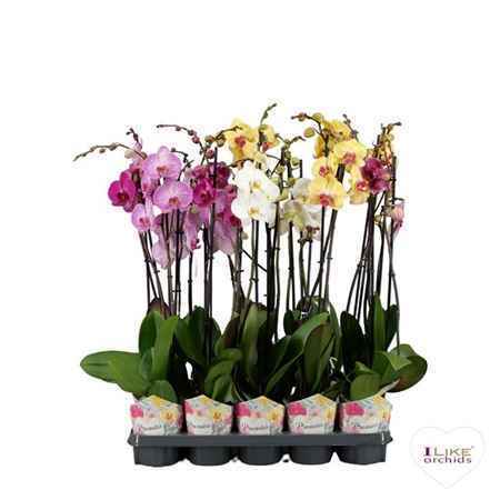 Горшечные цветы и растения оптом Phal 2st Promiss Mix 12/14+ (levo) от 10шт из Голландии с доставкой по России