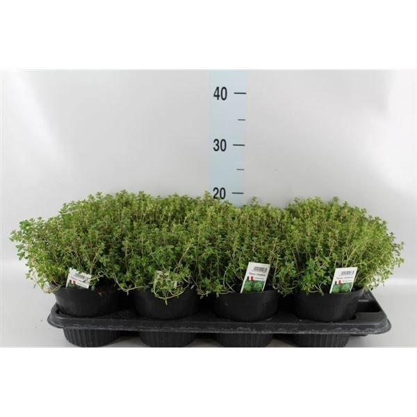 Горшечные цветы и растения оптом Thymus Citriodorus от 8шт из Голландии с доставкой по России
