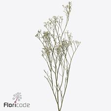 Срезанные цветы оптом Limonium caspium white neto от 25шт из Голландии с доставкой по России