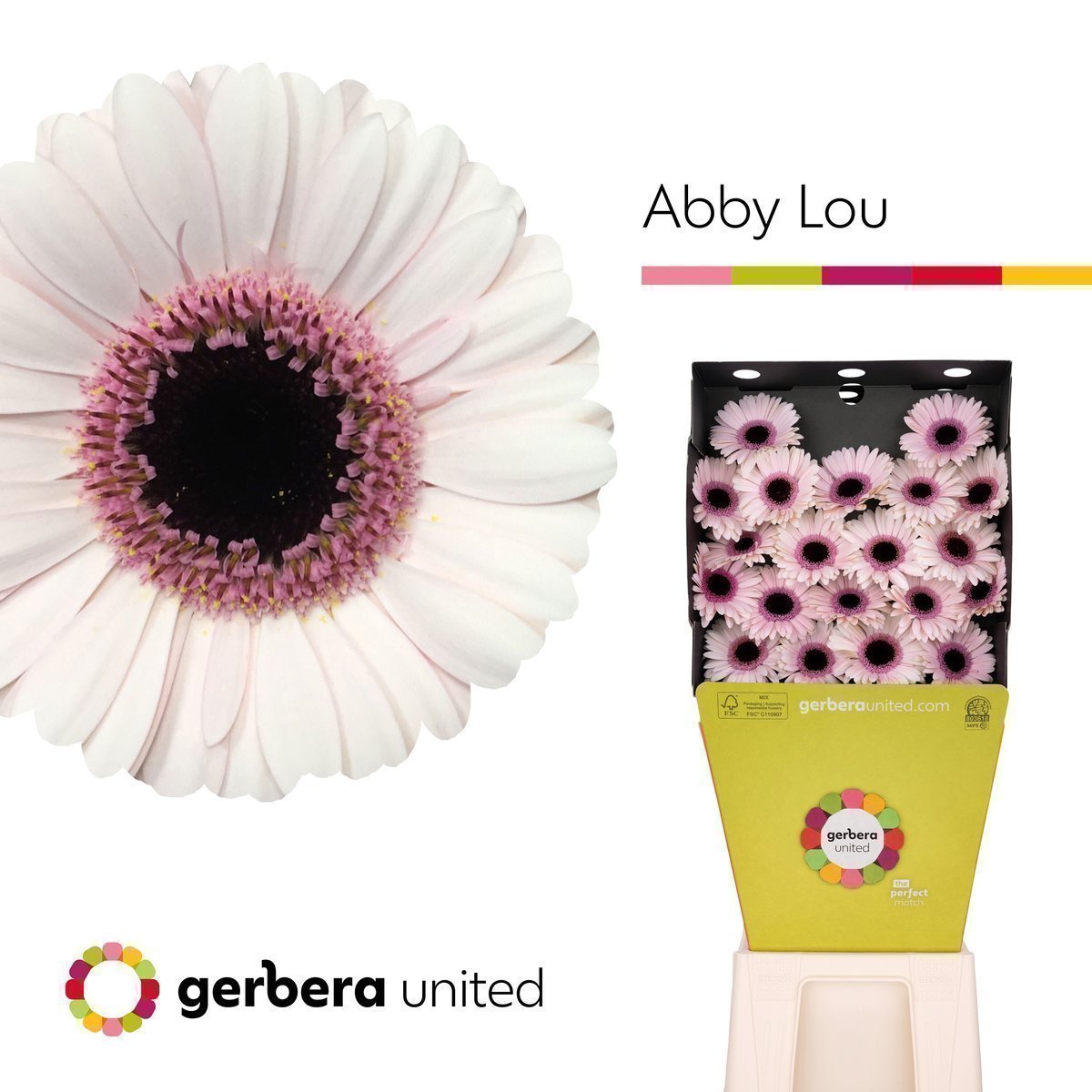 Срезанные цветы оптом Germini diamond abby lou от 40шт. из Голландии с доставкой по России