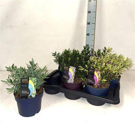 Горшечные цветы и растения оптом Hebe Gem от 6шт из Голландии с доставкой по России