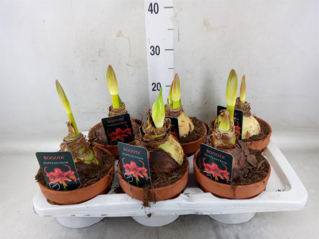 Горшечные цветы и растения оптом Hippeastrum   ... от 6шт из Голландии с доставкой по России