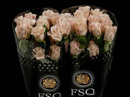 Срезанные цветы оптом Rosa ec menta от 40шт из Голландии с доставкой по России