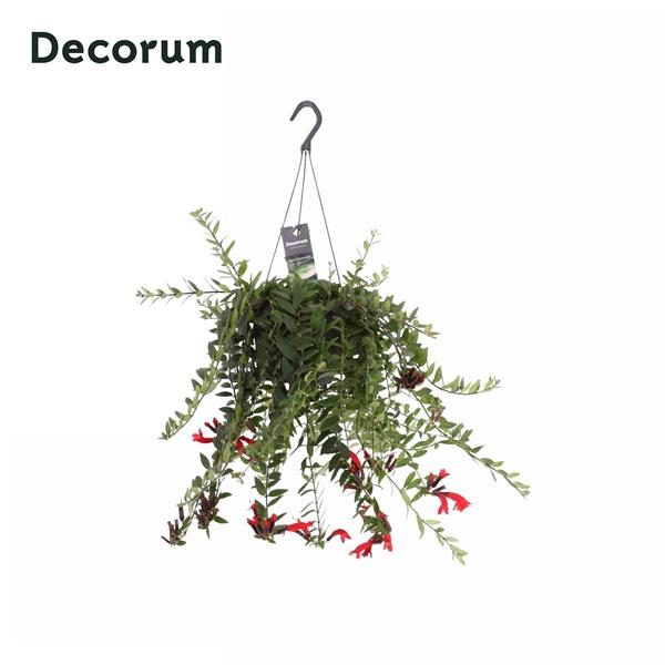 Горшечные цветы и растения оптом Aeschynanthus Caroline Hangpot (decorum) от 6шт из Голландии с доставкой по России