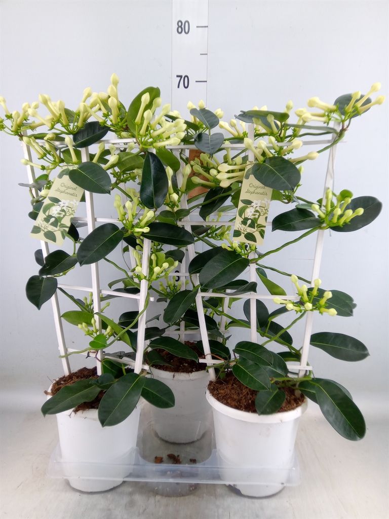 Горшечные цветы и растения оптом Stephanotis Floribunda   ... от 3шт из Голландии с доставкой по России