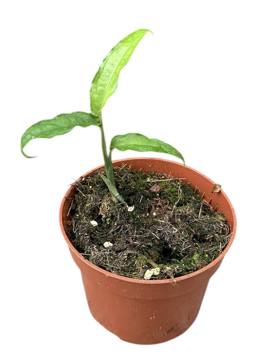 Горшечные цветы и растения оптом Monstera Obliqua Yasuni от 1шт из Голландии с доставкой по России