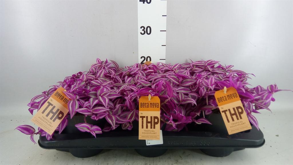 Горшечные цветы и растения оптом Tradescantia Zebr. pink Paradise от 6шт из Голландии с доставкой по России
