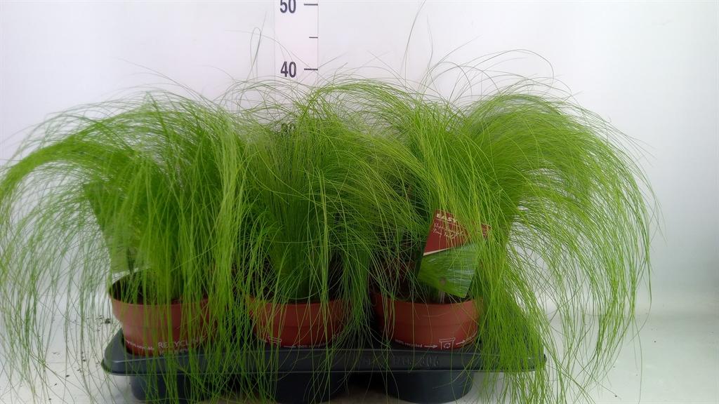 Горшечные цветы и растения оптом Stipa Tenuifolia от 6шт из Голландии с доставкой по России