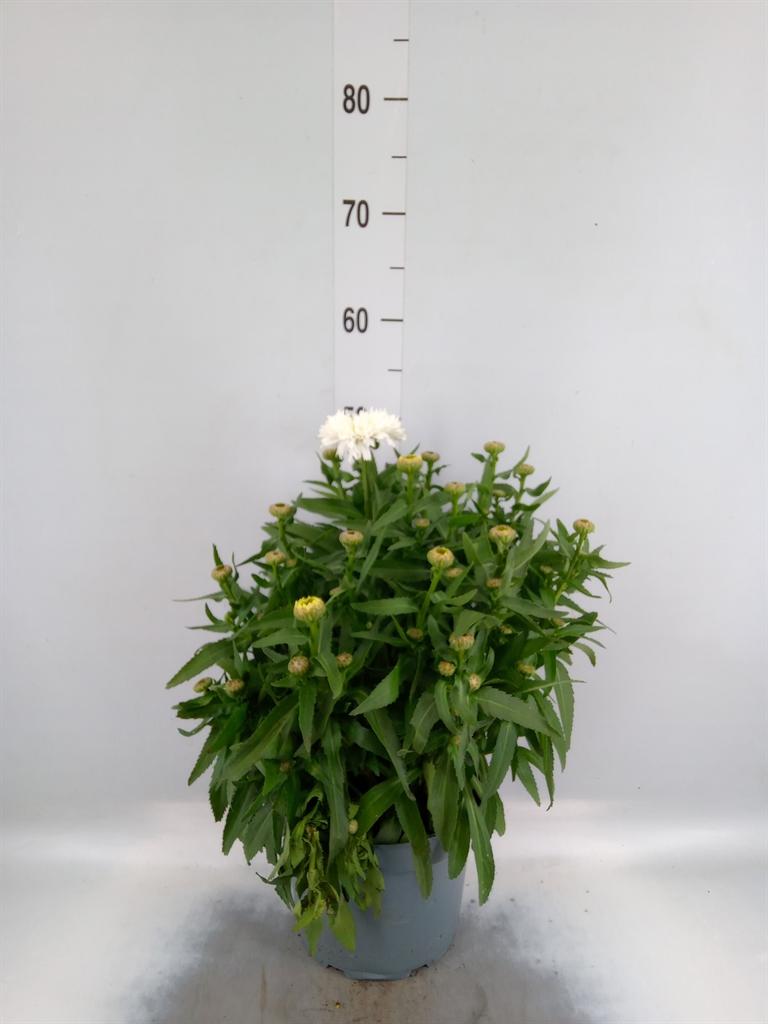 Горшечные цветы и растения оптом Leucanthemum Maximum от 1шт из Голландии с доставкой по России