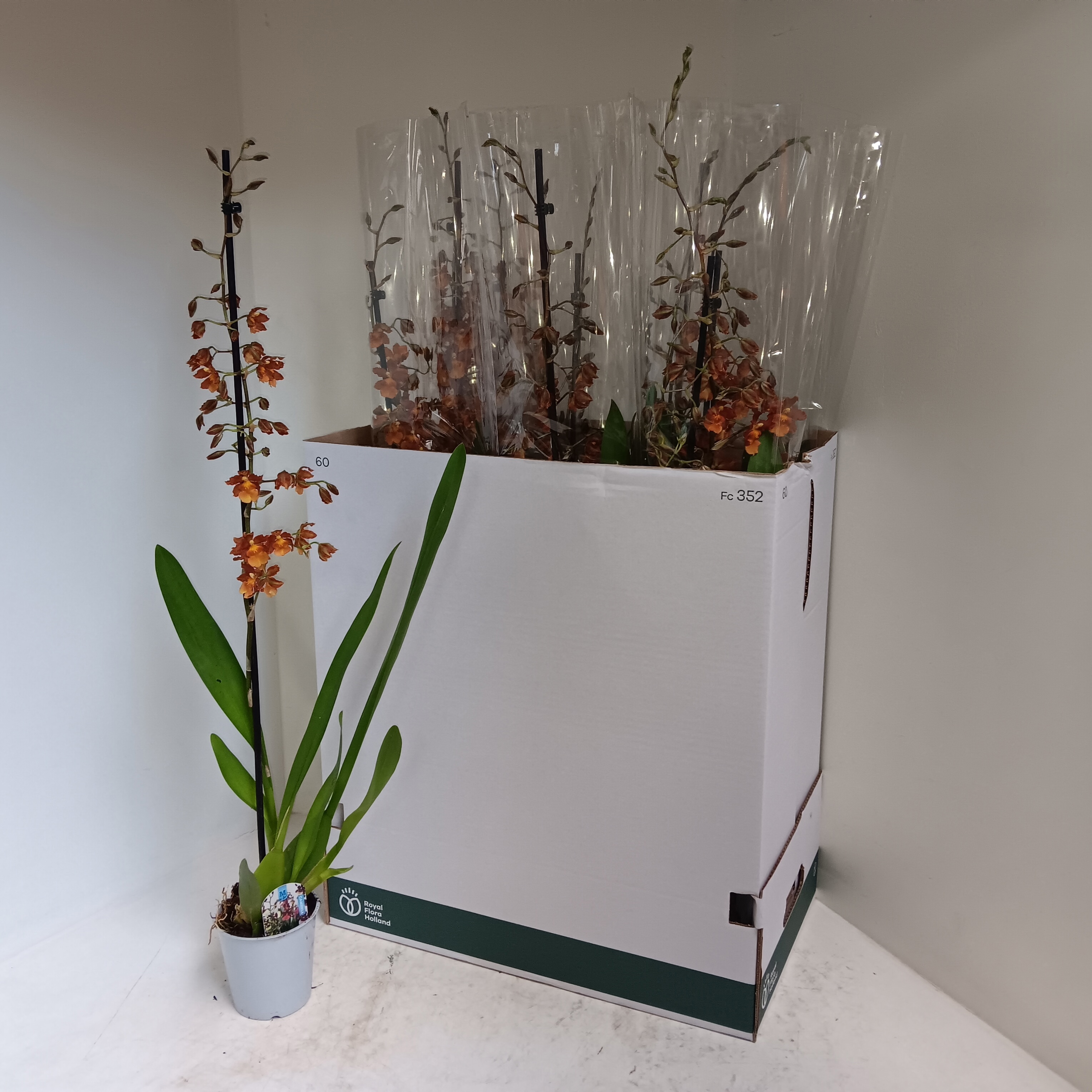 Горшечные цветы и растения оптом Colm Ov от 10шт из Голландии с доставкой по России