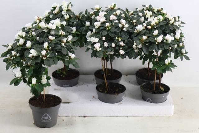 Горшечные цветы и растения оптом Rhodo Ov от 6шт из Голландии с доставкой по России