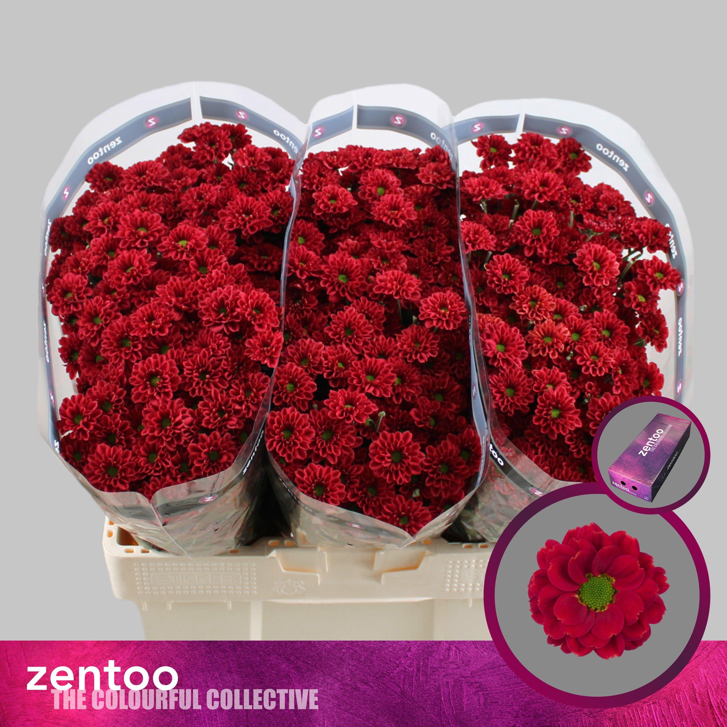 Срезанные цветы оптом Chrys sa melissa red от 225шт из Голландии с доставкой по России