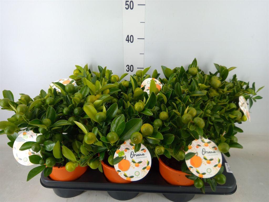Горшечные цветы и растения оптом Citrofortunella Mic. от 6шт (для телеги) из Голландии с доставкой по России