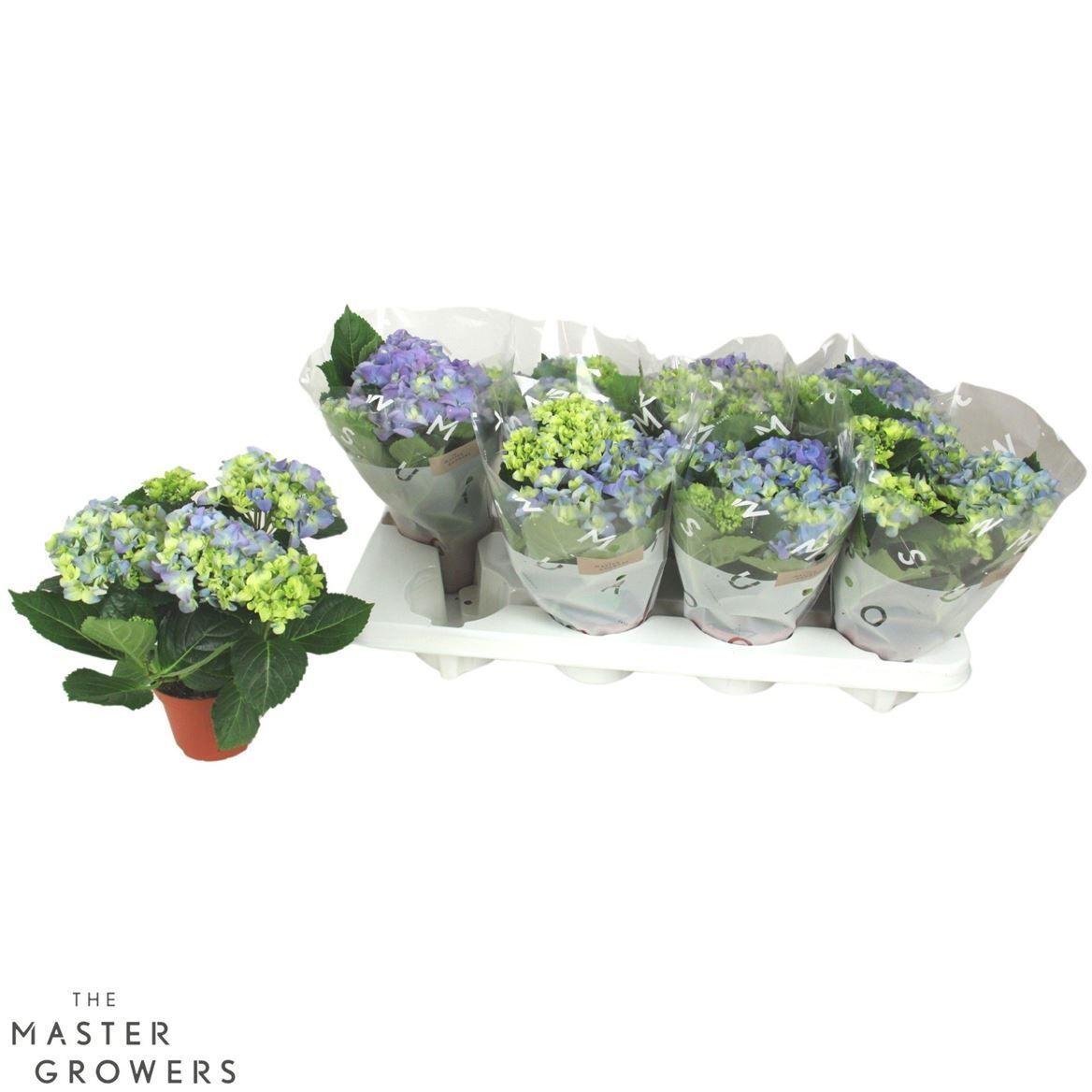 Горшечные цветы и растения оптом Hydrangea Ma Blue 3+ от 8шт из Голландии с доставкой по России