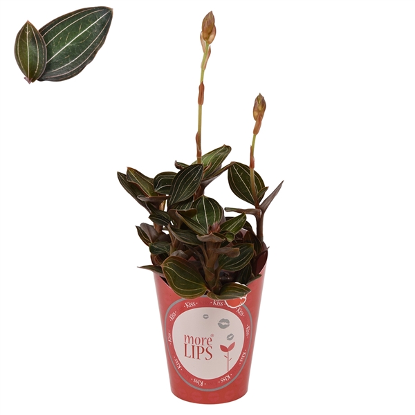 Горшечные цветы и растения оптом Ludisia Potcover Morelips от 12шт (для телеги) из Голландии с доставкой по России