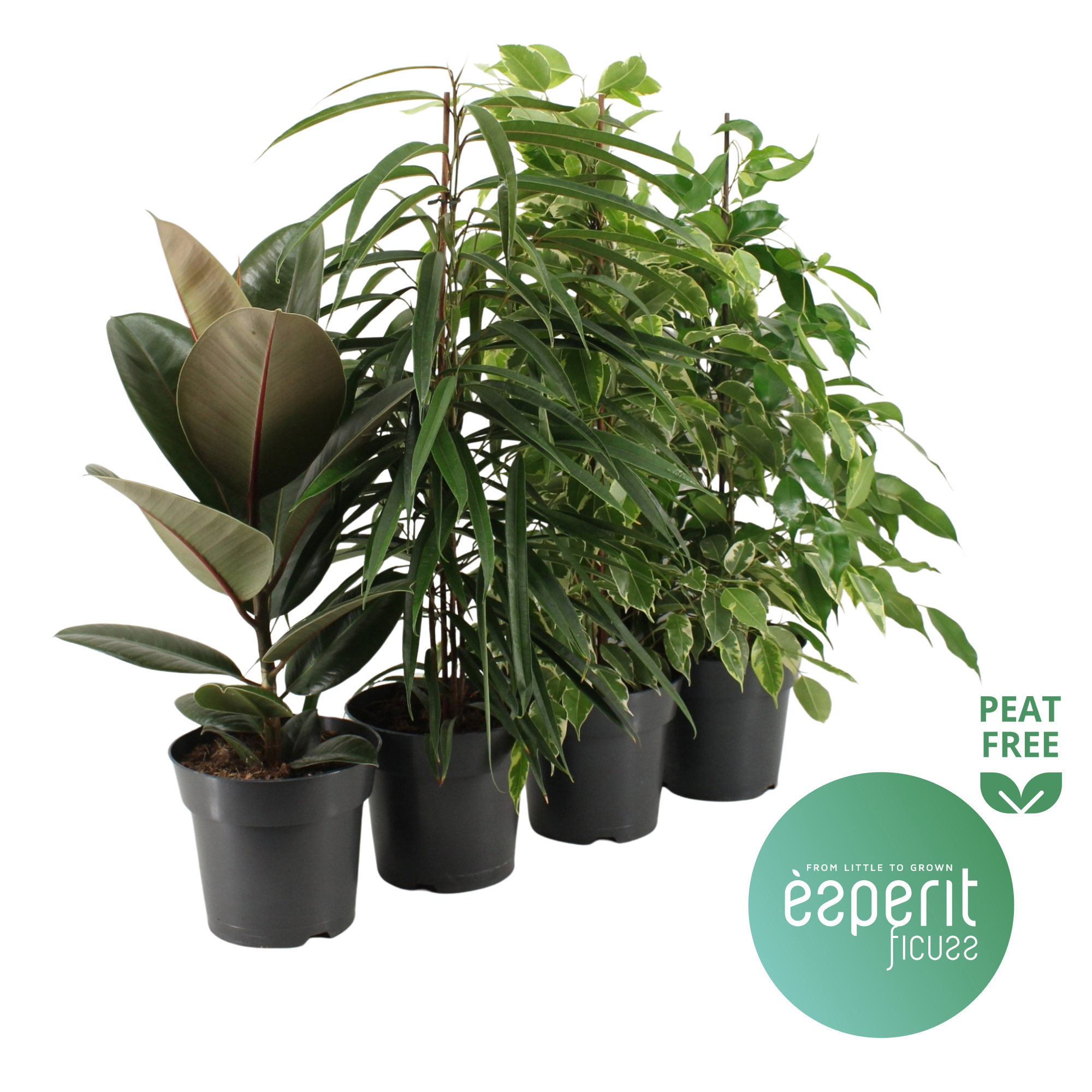 Горшечные цветы и растения оптом Ficus Mix 3-4 Srt ( Esperit) от 6шт из Голландии с доставкой по России