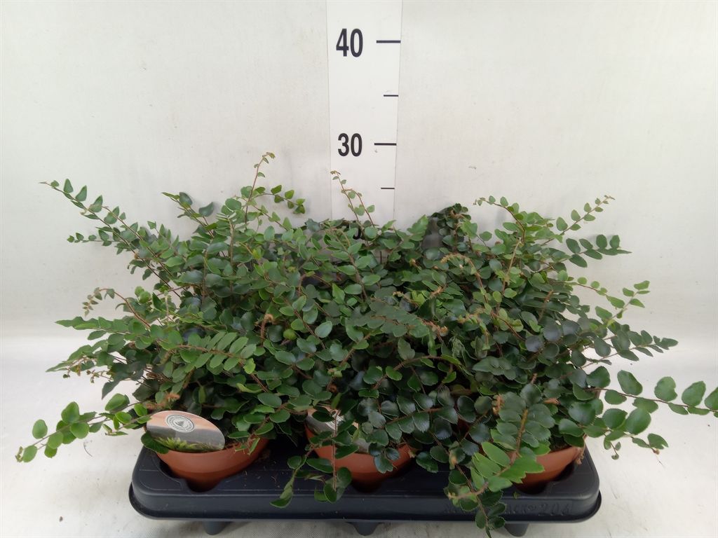 Горшечные цветы и растения оптом Pellaea Rotundifolia от 6шт из Голландии с доставкой по России