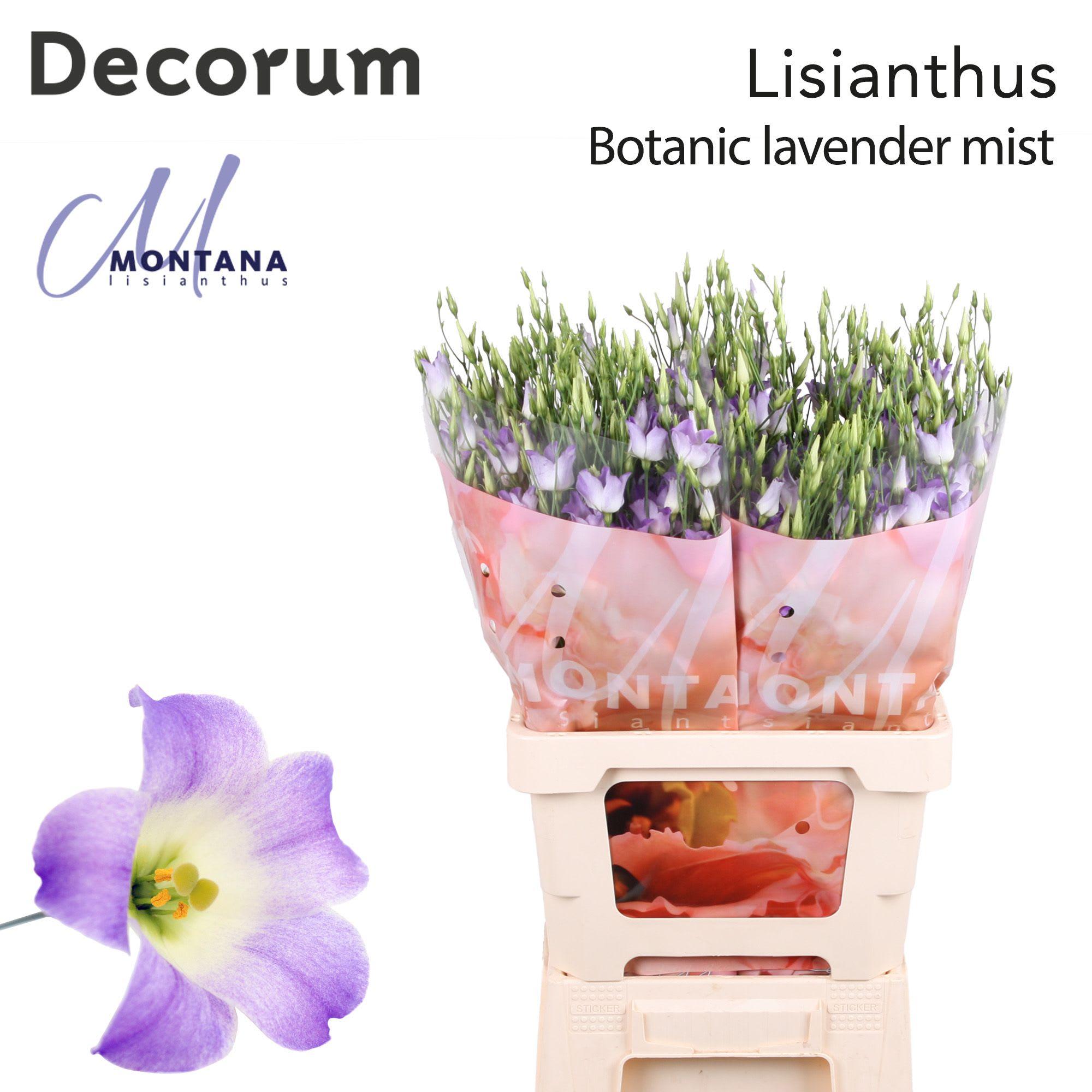 Срезанные цветы оптом Lisianthus do botanic lilac squash от 20шт из Голландии с доставкой по России