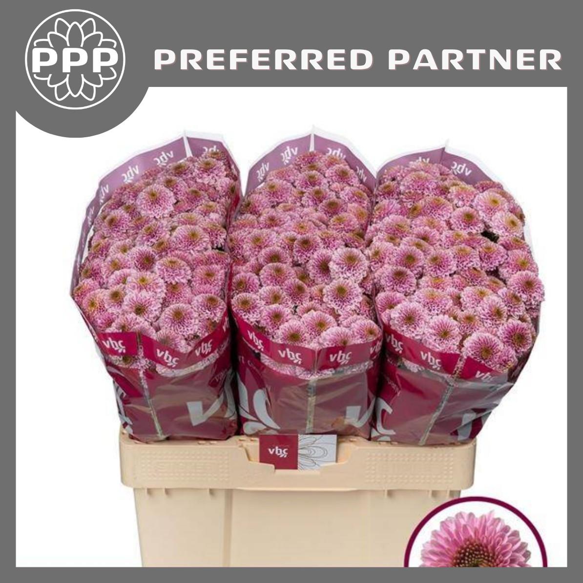 Срезанные цветы оптом Chrys sa doria pink от 75шт из Голландии с доставкой по России