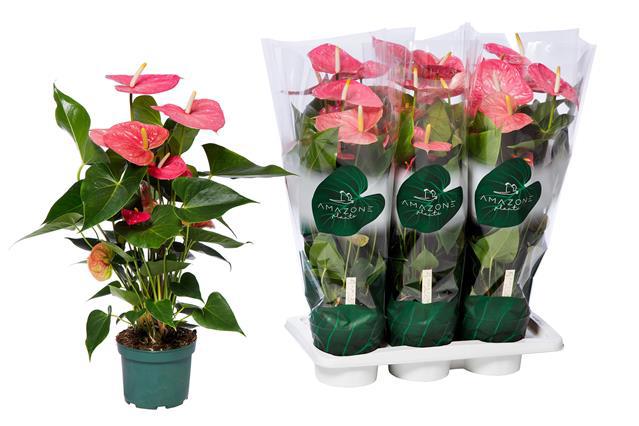 Горшечные цветы и растения оптом Anthu An Colorado от 6шт из Голландии с доставкой по России