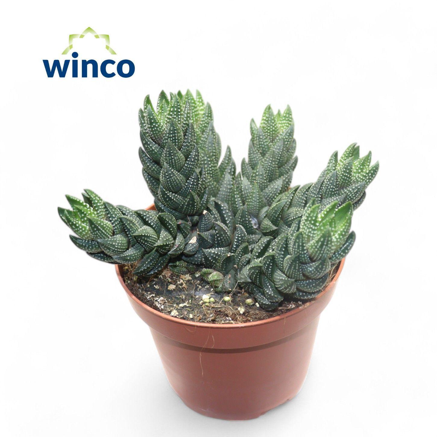 Горшечные цветы и растения оптом Haworthia Reinwardtii (group) от 6шт из Голландии с доставкой по России