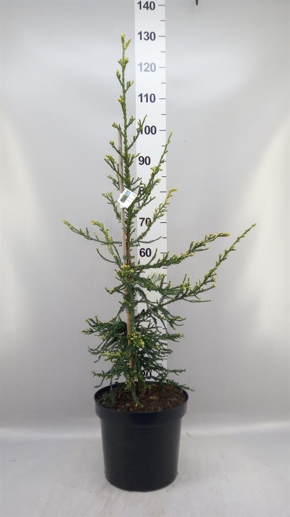 Горшечные цветы и растения оптом Sequoia Sempervirens adpressa от 1шт из Голландии с доставкой по России