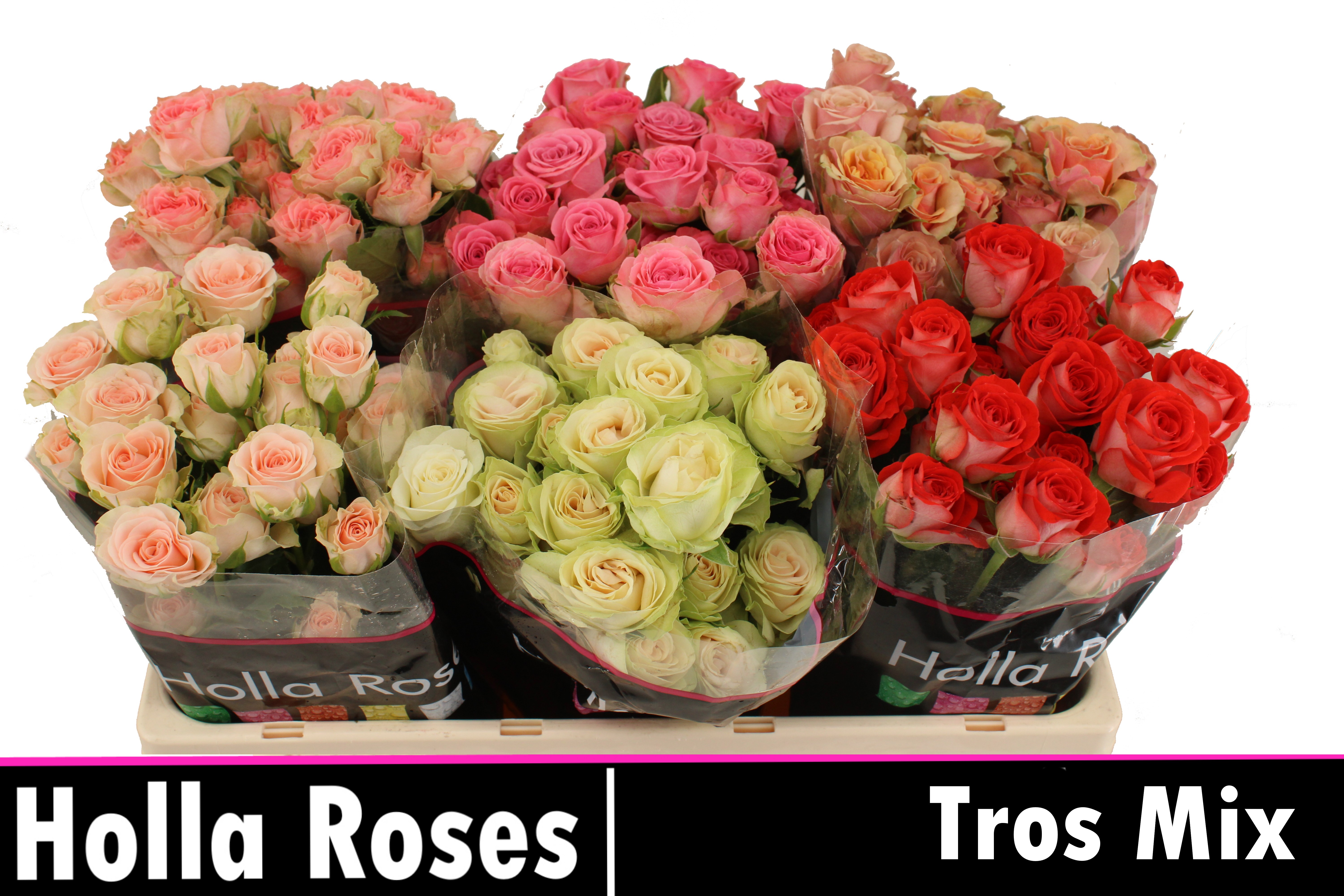 Срезанные цветы оптом Rosa spray mix in bucket от 50шт. из Голландии с доставкой по России