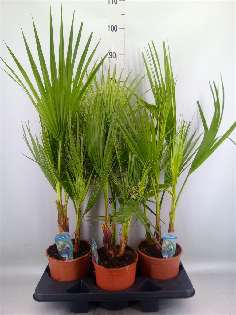 Горшечные цветы и растения оптом Washingtonia Filifera от 3шт из Голландии с доставкой по России