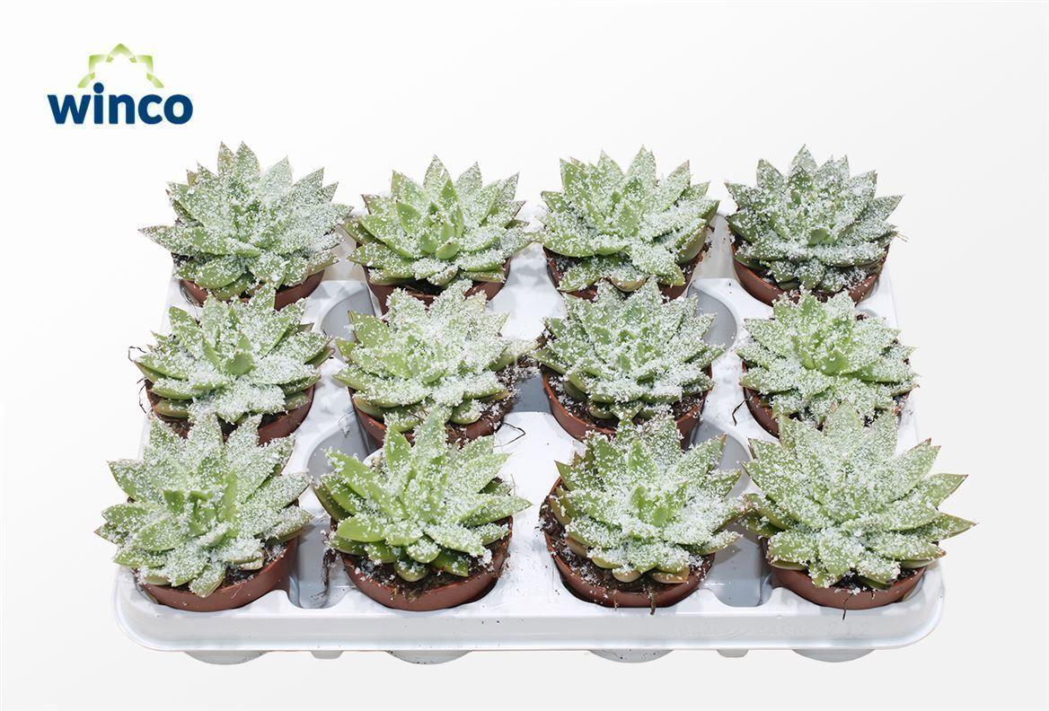 Горшечные цветы и растения оптом Echeveria White Snow от 12шт (для телеги) из Голландии с доставкой по России