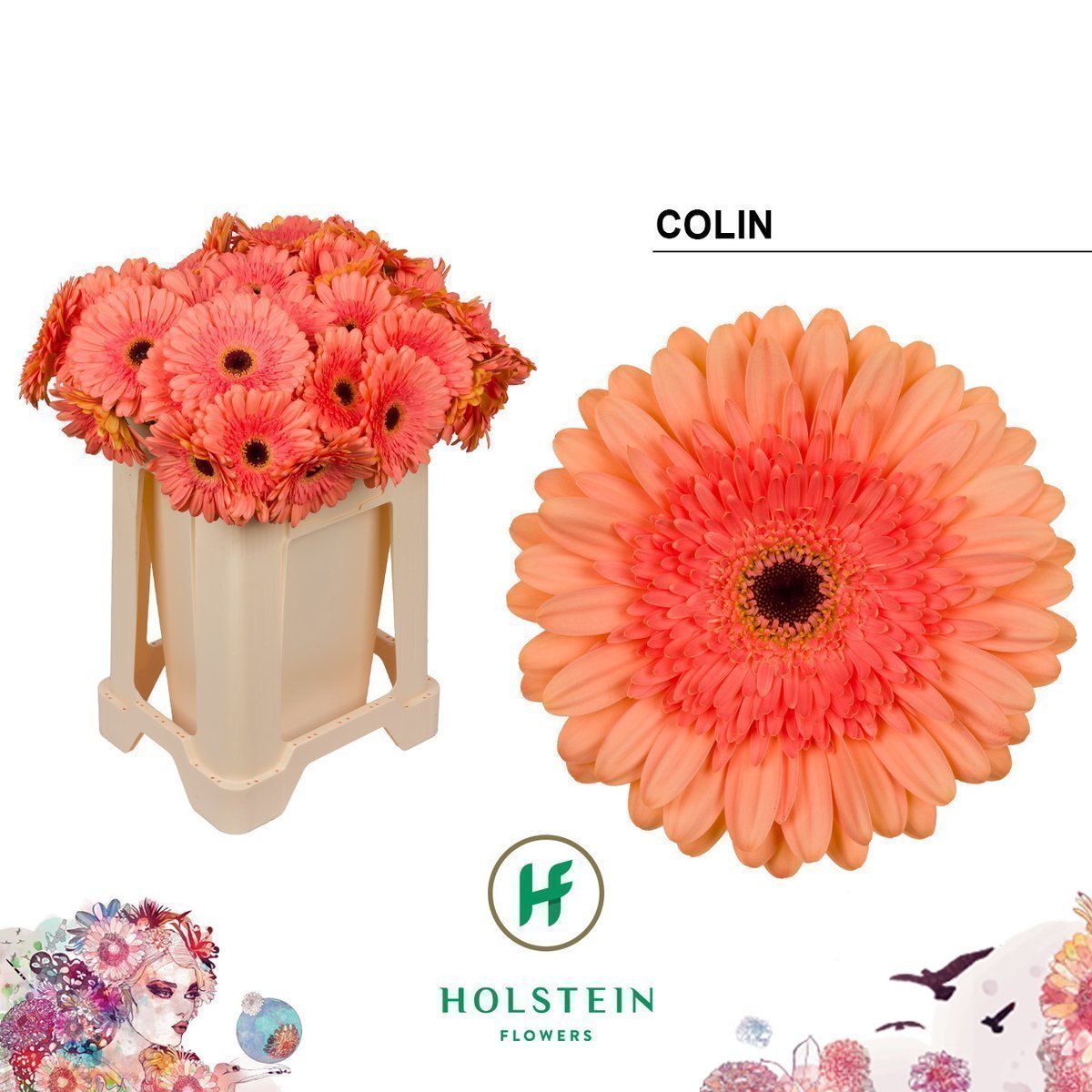 Срезанные цветы оптом Gerbera colin от 40шт из Голландии с доставкой по России