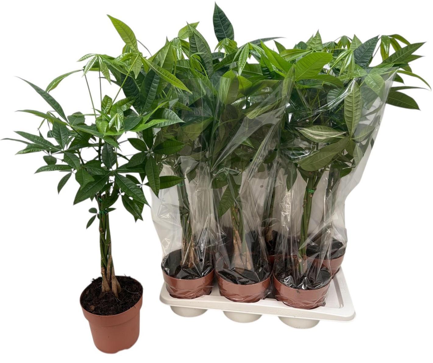 Горшечные цветы и растения оптом Pachira Aquatica от 6шт из Голландии с доставкой по России