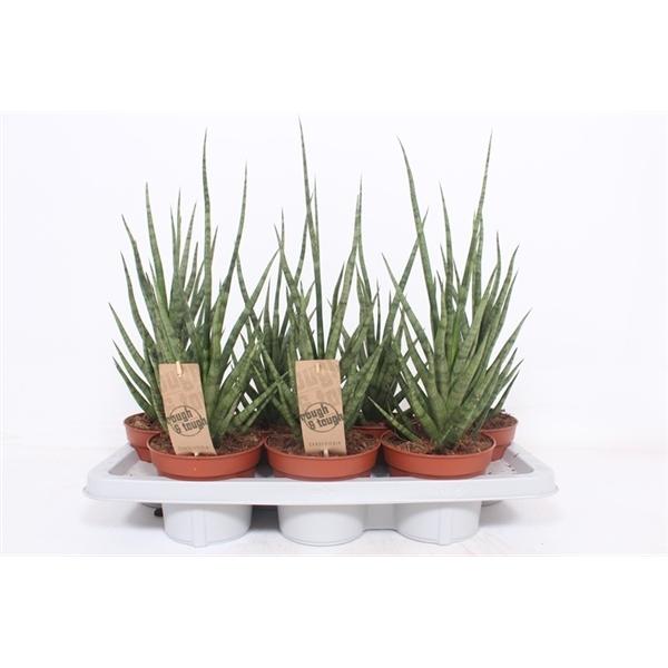 Горшечные цветы и растения оптом Sansevieria Torch от 7шт из Голландии с доставкой по России