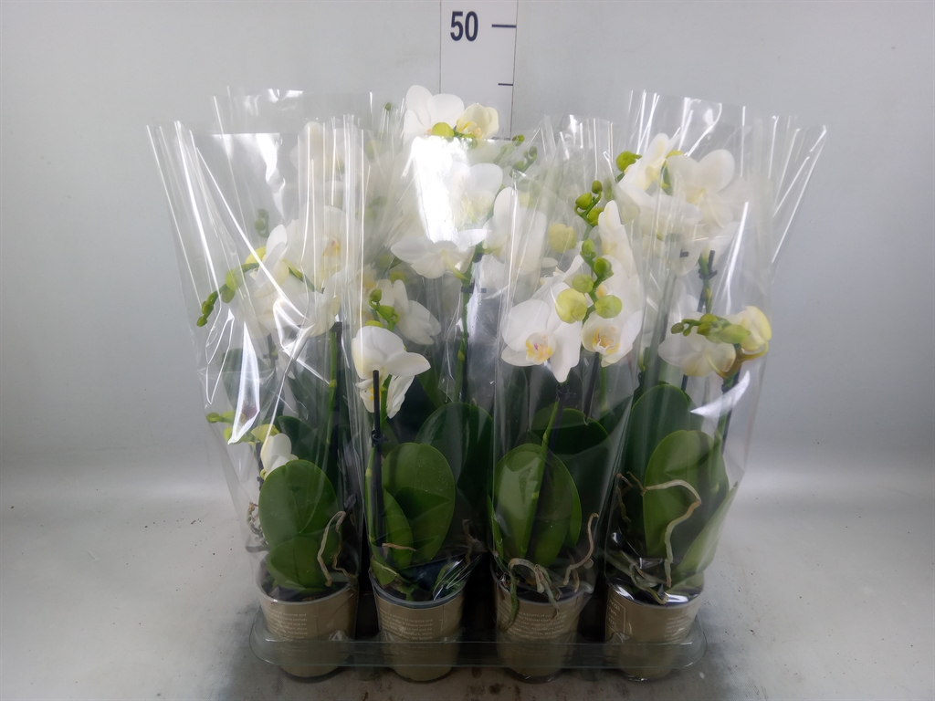 Горшечные цветы и растения оптом Phalaenopsis   ...white от 12шт (для телеги) из Голландии с доставкой по России
