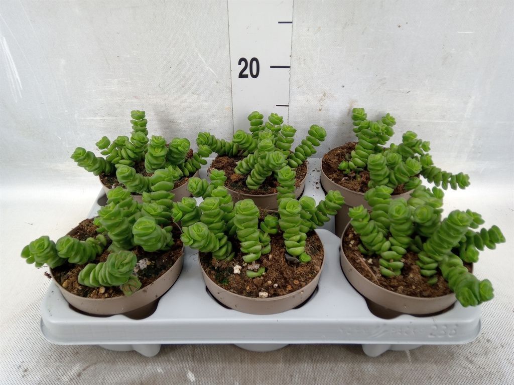 Горшечные цветы и растения оптом Crassula   ... от 6шт из Голландии с доставкой по России