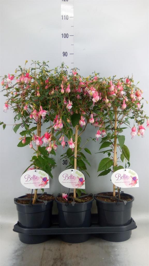 Горшечные цветы и растения оптом Fuchsia   ... от 3шт' из Голландии с доставкой по России