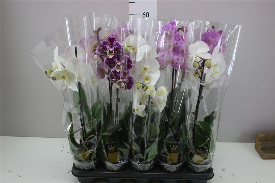 Горшечные цветы и растения оптом Phal Gemengd 1 Tak 6+ от 10шт из Голландии с доставкой по России