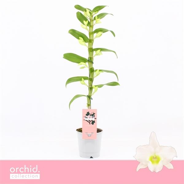 Горшечные цветы и растения оптом Dendr Nob 1st Apollon O4rchid Collection от 10шт из Голландии с доставкой по России