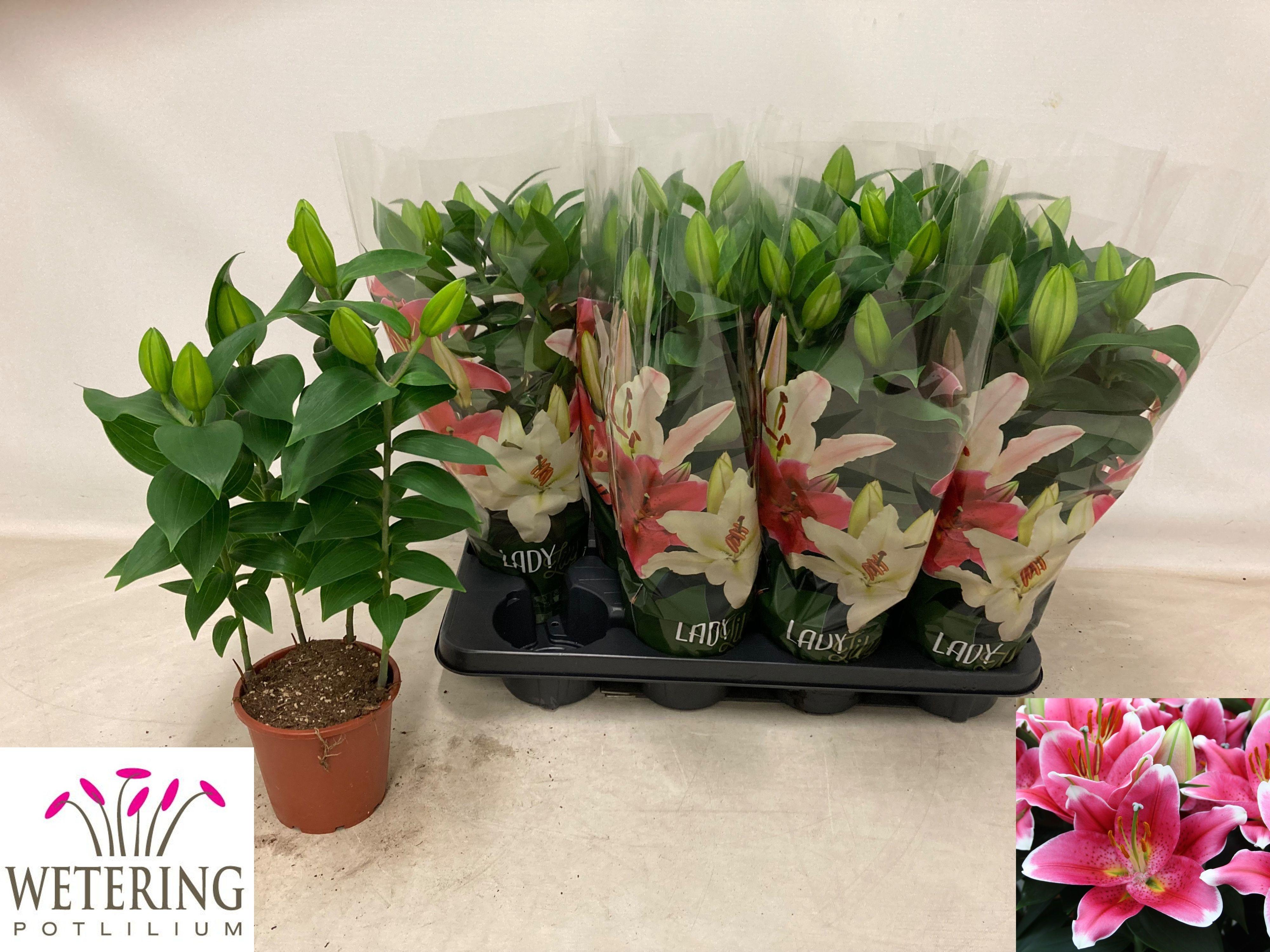 Горшечные цветы и растения оптом Lil Or Sunny Robyn от 8шт из Голландии с доставкой по России Горшечные цветы и растения оптом Lil Or Sunny Robyn от 8шт из Голландии с доставкой по России