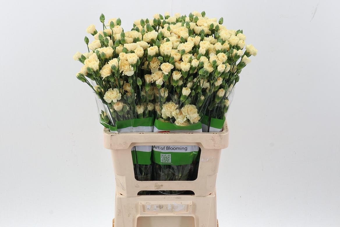 Срезанные цветы оптом Dianthus sp intermezzo от 100шт из Голландии с доставкой по России