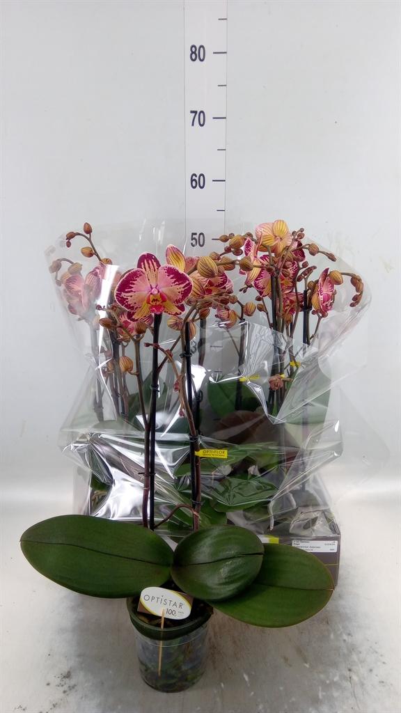 Горшечные цветы и растения оптом Phalaenopsis   ...red от 6шт из Голландии с доставкой по России