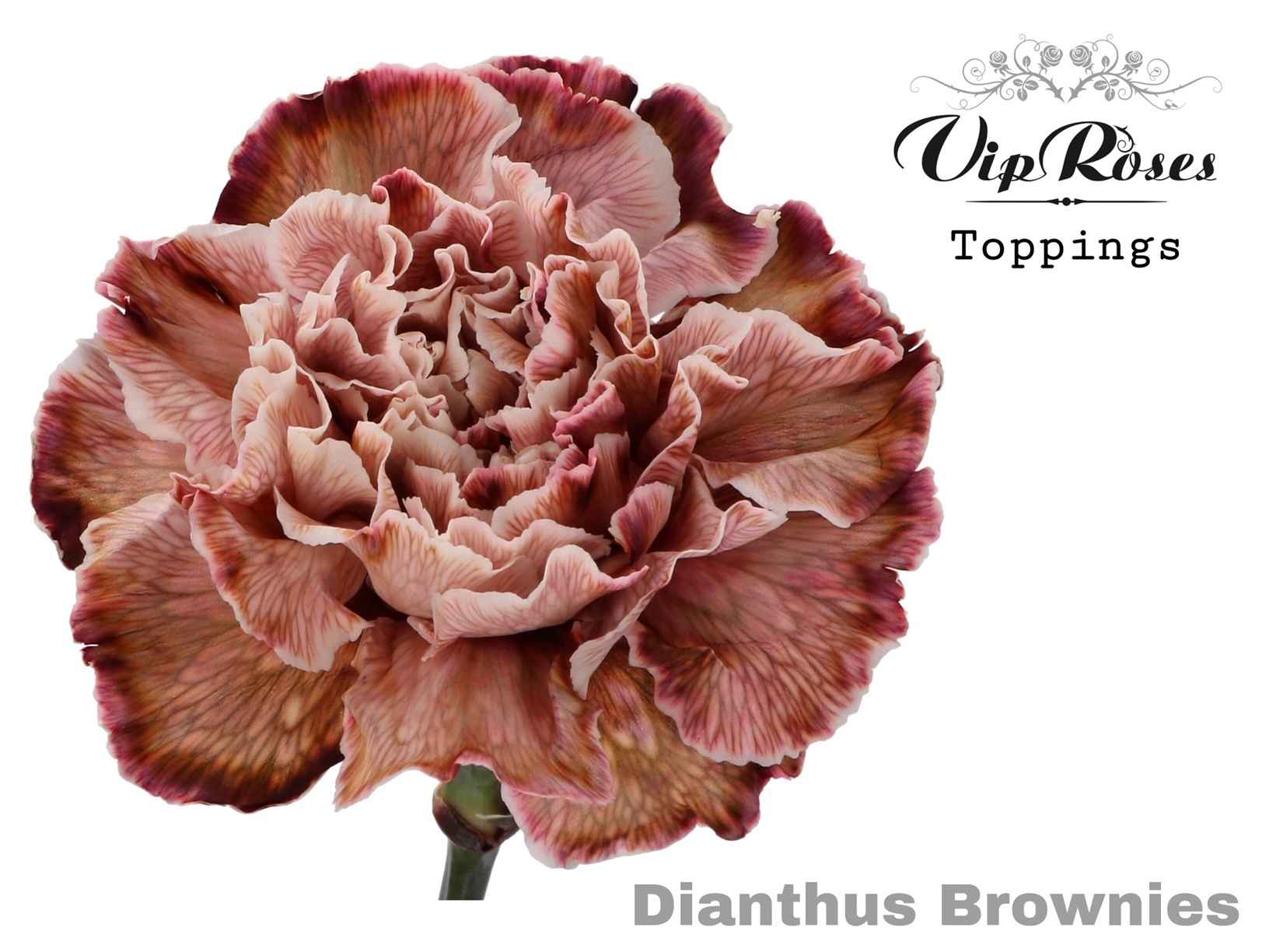 Срезанные цветы оптом Dianthus st paint brownies от 40шт из Голландии с доставкой по России