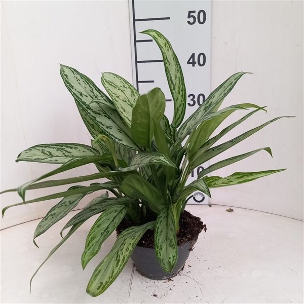 Горшечные цветы и растения оптом Aglaonema Silver Queen от 6шт из Голландии с доставкой по России