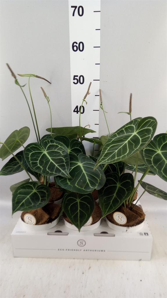 Горшечные цветы и растения оптом Anthurium Clarinervium от 6шт из Голландии с доставкой по России