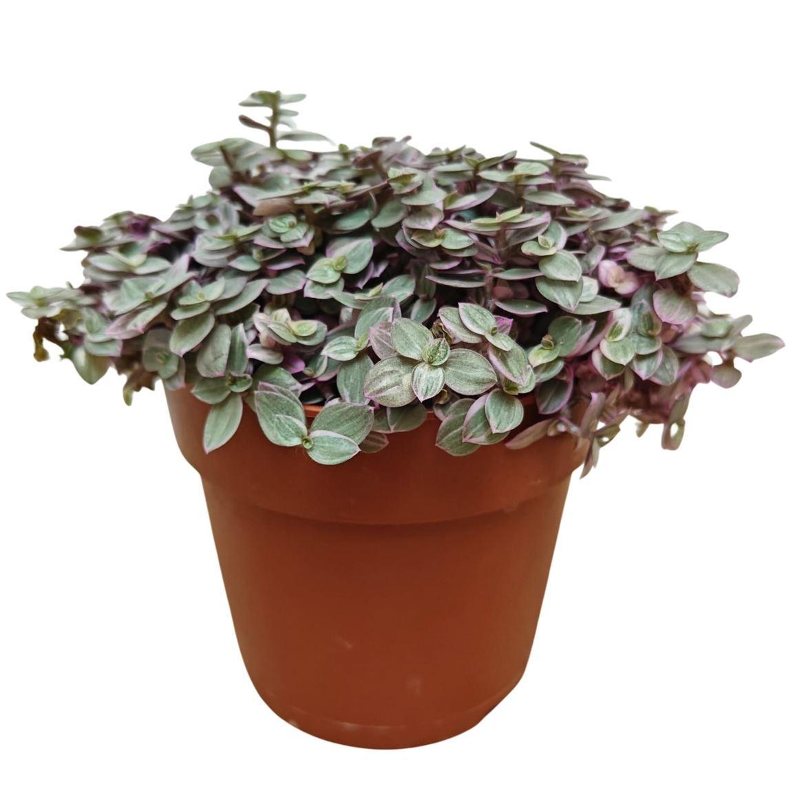Горшечные цветы и растения оптом Tradescantia Pink Panther от 10шт из Голландии с доставкой по России