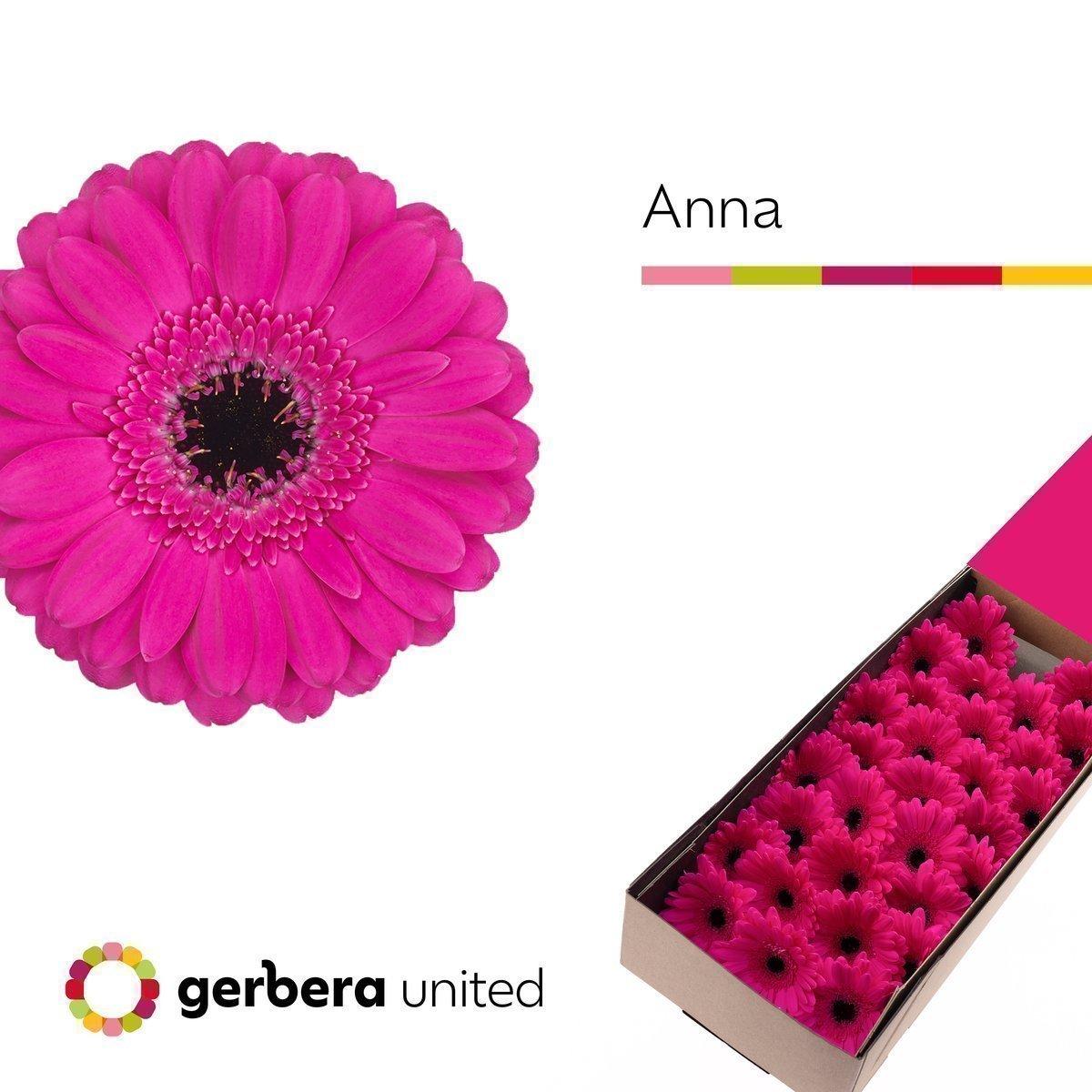 Срезанные цветы оптом Germini anna от 30шт из Голландии с доставкой по России