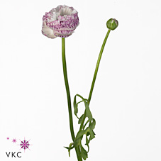 Срезанные цветы оптом Ranunculus aazur white striped от 50шт из Голландии с доставкой по России