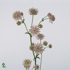 Срезанные цветы оптом Astrantia rosalee от 100шт из Голландии с доставкой по России