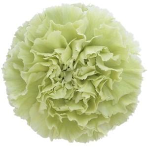 Срезанные цветы оптом Dianthus st prado mint от 240шт из Голландии с доставкой по России