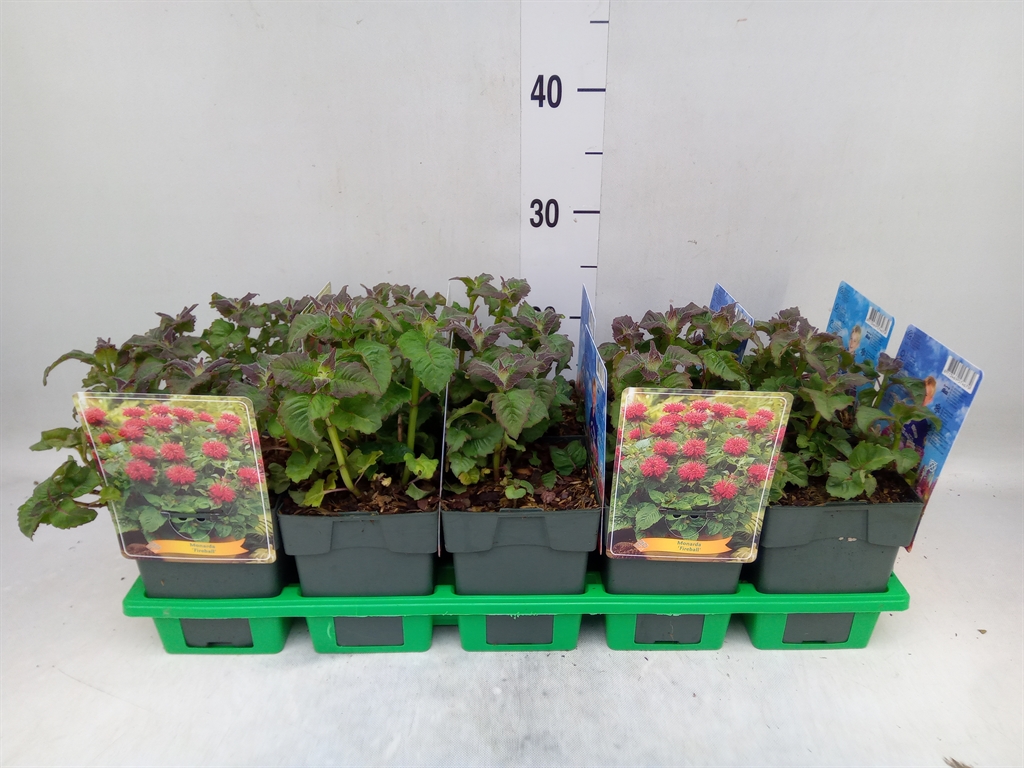 Горшечные цветы и растения оптом Monarda Didyma от 10шт из Голландии с доставкой по России