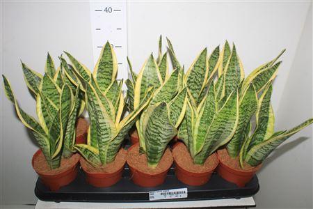 Горшечные цветы и растения оптом Sansev Futura Superb от 10шт из Голландии с доставкой по России